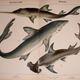 Image for article titled Vintage Shark Illustrations Are Jaw-Droppingly Gorgeous